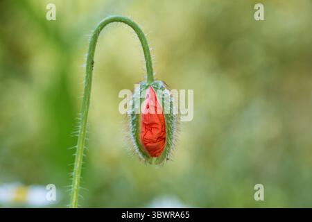 Papavero comune, papavero di mais, papavero rosso (papavero rhoeas), bocciolo di fiori di apertura, Germania Foto Stock