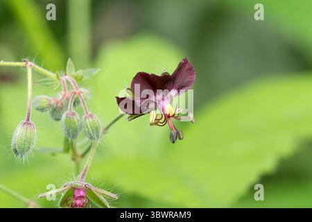 Dusky cranesbill (Geranio phaeum), fiore, Germania Foto Stock