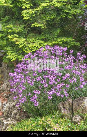 Goldlack (Erysimum 'Bowles' Mauve'. Erysimum Bowles' Mauve), Habit, cultivar Bowles' Mauve Foto Stock