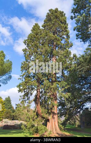 sequoia gigante, sequoia gigante (Sequoiadendron giganteum, Sequoia gigantea), abitudine in un parco, Germania, Bundesrepublik Deutschland Foto Stock