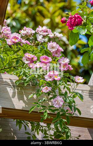 Rosa Apple Blossom (Rosa "Apple Blossom", Rosa Apple Blossom), ramo fiorente della cultivar Apple Blossom Foto Stock