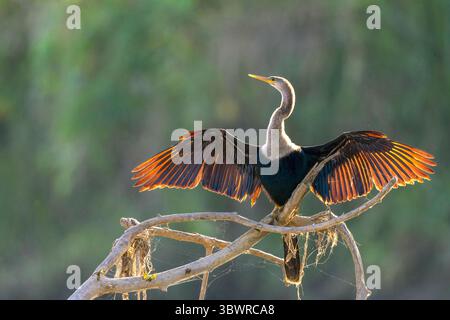 Anhinga, Snakebird, darter, American darter, Water turkey (Anhinga anhinga), arroccato con ali spalmate su un ramo del fiume, Costa Rica, Puntaren Foto Stock