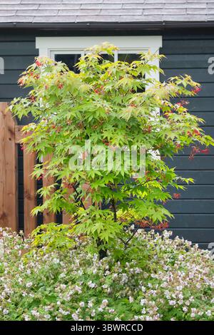 Acero giapponese (Acer palmatum "Osakazuki", Acer palmatum Osakazuki), cultivar Osakazuki, Paesi Bassi Foto Stock
