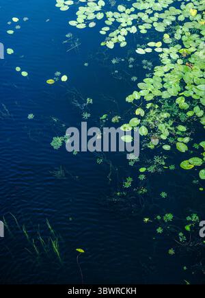 Fantasia naturale con gigli e altre piante acquatiche che galleggiano su una superficie blu scuro Foto Stock