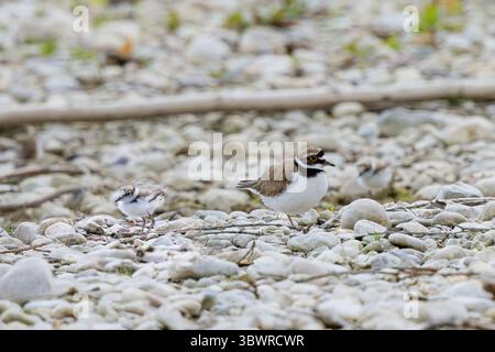 Piccolo plover ad anello (Charadrius dubius), genitore con pulcino sulla riva ghiaia, Germania, Baviera, lago Chiemsee Foto Stock