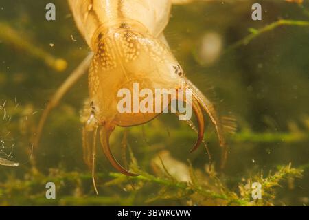 Dytiscus (Dytiscus dimidiatus) dalle corna spesse, larva, ritratto, Germania Foto Stock