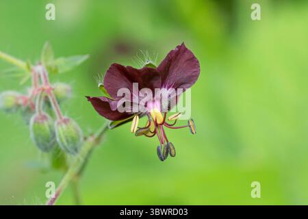 Dusky cranesbill (Geranio phaeum), fiore, Germania Foto Stock