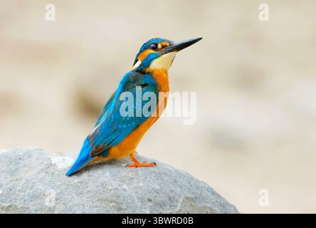 fiume kingfisher (Alcedo atthis), uomo arroccato su una grande pietra, vista laterale, Israele Foto Stock