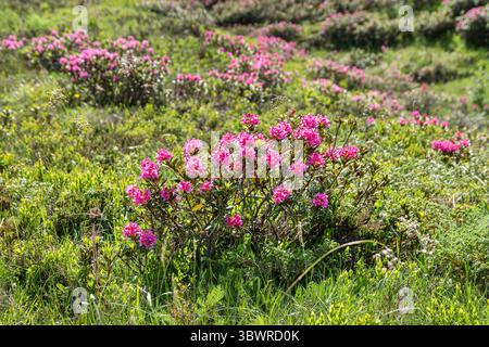 Ruggine-lasciava alpine rose, neve-rose, snowrose, arrugginito-lasciava alpenrose, arrugginito-lasciava alprose (Rhododendron ferrugineum), fioritura, Germania Foto Stock