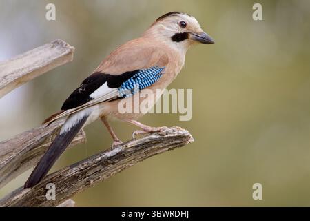 jay, jay eurasiatico (Garrulus glandarius), arroccato su legno morto, vista laterale, Israele Foto Stock