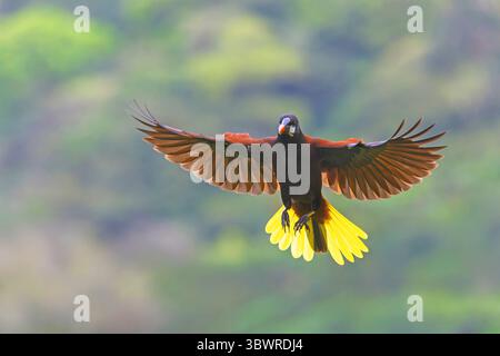 Montezuma oropendola (Psarocolius montezuma, Gymnostinops montezuma), sbarco, Costa Rica, Puntarenas, Monteverde Foto Stock