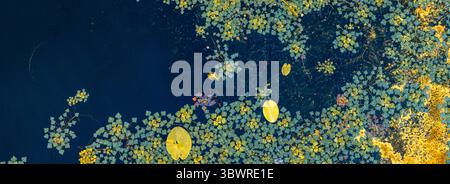 Colorato sfondo naturale di gialli e verdi e altre piante acquatiche galleggianti su una superficie blu scuro Foto Stock