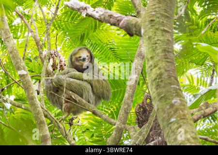 Il bradipo dalla gola marrone (Bradypus variegatus) si trova in cima ad un albero nella foresta pluviale, Costa Rica, Alajuela, la fortuna Foto Stock