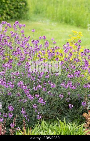Goldlack (Erysimum 'Bowles' Mauve'. Erysimum Bowles' Mauve), Habit, cultivar Bowles' Mauve Foto Stock