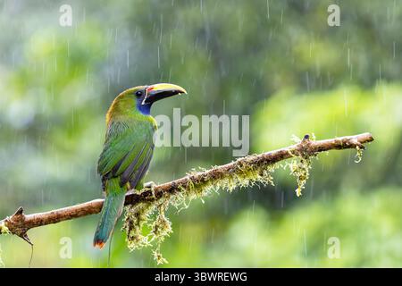 Emerald toucanet, Mexican Emerald toucanet, Northern Emerald-toucanet (Aulacorhynchus prasinus), siede su un ramo nella foresta pluviale a Raininfall, Costa Foto Stock