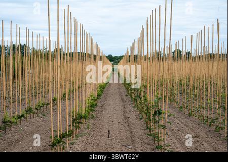 Campo di luppolo giovane nel villaggio di Wetteren, Fiandre Orientali, Belgio 5 luglio 2025 Foto Stock