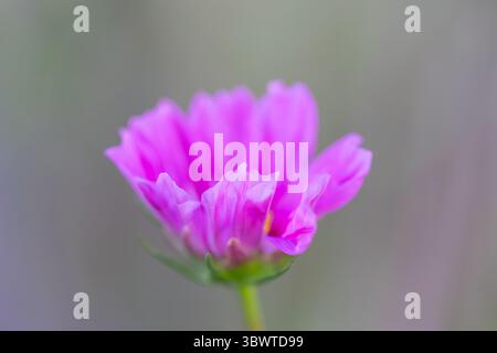 COSMOS bipinnatus Seashells fiorisce poco prima di aprirsi Foto Stock