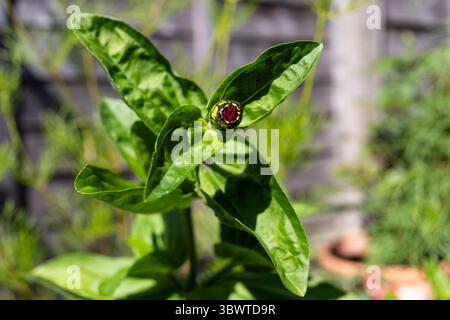 Zinnia elegans bocciolo di fiori Foto Stock