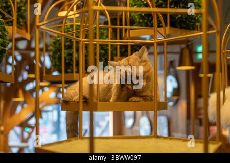 Tokyo, Giappone - 26 marzo 2024: Le persone visitano il Cat Cafe di Tokyo. Foto Stock