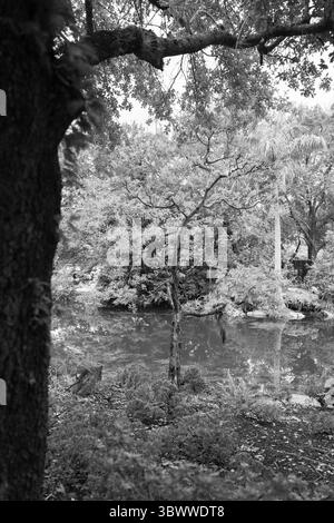 Foto monocromatica di un tranquillo laghetto circondato da alberi e riflessi nell'acqua, creando un'atmosfera meditativa. Foto Stock