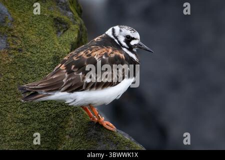 Ruddy Turnstone (Arenaria Interpres) in breeding plumage, Dublino, Irlanda Foto Stock