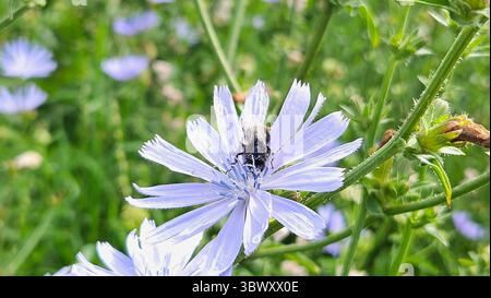 Macro shot di Bumblebee sul fiore di cicoria in Natural Habitat Foto Stock