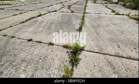 Pavimentazione in calcestruzzo incrinato con crescita dell'erba Foto Stock