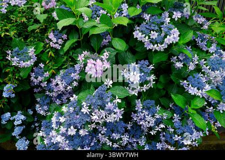 41° BUNKYO HYDRANGEA FESTIVAL TOKYO Foto Stock