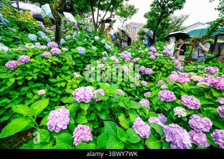 41° BUNKYO HYDRANGEA FESTIVAL TOKYO Foto Stock