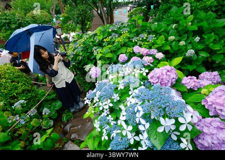 41° BUNKYO HYDRANGEA FESTIVAL TOKYO Foto Stock