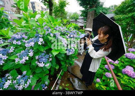 41° BUNKYO HYDRANGEA FESTIVAL TOKYO Foto Stock