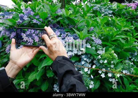 41° BUNKYO HYDRANGEA FESTIVAL TOKYO Foto Stock