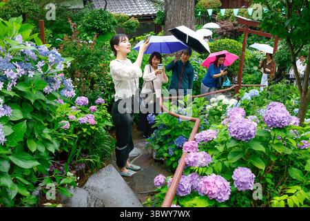 41° BUNKYO HYDRANGEA FESTIVAL TOKYO Foto Stock