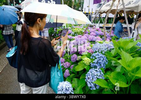 41° BUNKYO HYDRANGEA FESTIVAL TOKYO Foto Stock