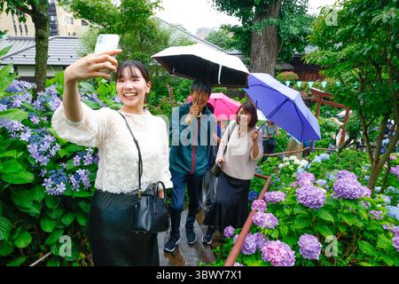 41° BUNKYO HYDRANGEA FESTIVAL TOKYO Foto Stock