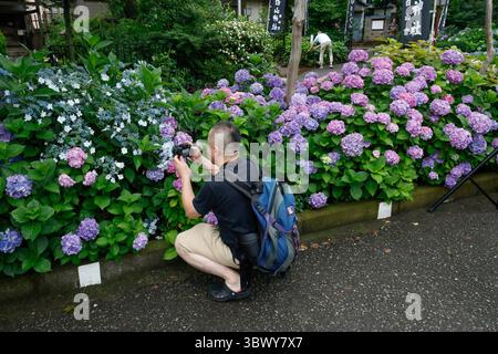 41° BUNKYO HYDRANGEA FESTIVAL TOKYO Foto Stock