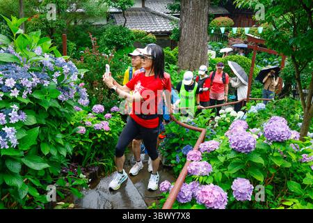 41° BUNKYO HYDRANGEA FESTIVAL TOKYO Foto Stock