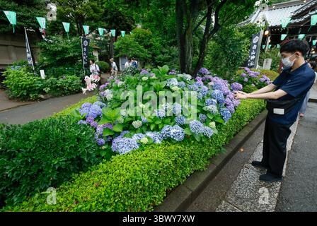 41° BUNKYO HYDRANGEA FESTIVAL TOKYO Foto Stock