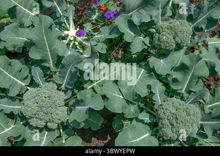 Primo piano teste fiorite di broccoli che crescono su un letto vegetale alla luce del sole. Foto Stock