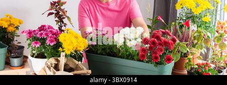 Donna matura, 50 anni, trapianta con cura i crisantemi in pentole, preparando la sua terrazza per l'autunno con bellissimi fiori e striscioni Foto Stock
