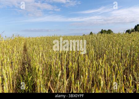 Un vasto campo di frumento stagionato ondeggia sotto un cielo azzurro limpido con nuvole mostruose, raffigurante la taglia agricola e l'estate. Foto Stock