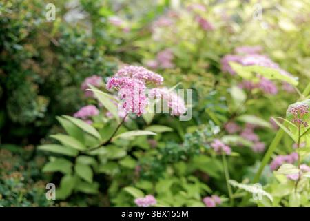 Un primo piano di un cespuglio di Spiraea che mostra vivaci ammassi di piccoli fiori rosa contro il fogliame verde chiaro. Foto Stock