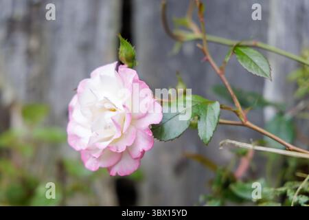 Un primo piano di una bellissima rosa e bianca con delicati petali e gocce d'acqua, circondata da un fogliame verde sfocato. Foto Stock