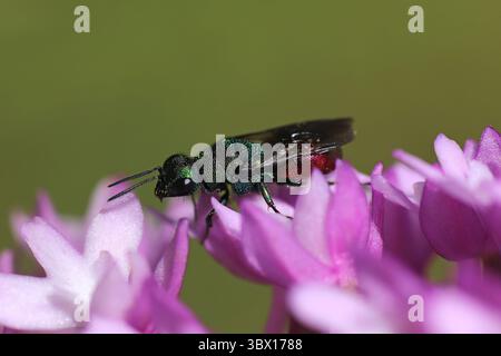 Wasp Chrysis ignita dalla coda rubina sull'orchidea piramidale Foto Stock