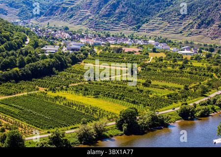 13 giugno 2021, Dieblich, Rheinland-Pfalz, Germania: Una vista dei famosi vigneti nella regione tedesca della Mosella. Il fiume Mosella è un affluente della sponda occidentale del fiume Reno, che scorre per 545 km attraverso la Francia nord-orientale e la Germania occidentale. Il fiume entra in Germania e scorre oltre Treviri fino alla sua confluenza con il Reno a Coblenza. In questo settore della valle si trovano i vigneti da cui vengono prodotti i famosi vini della Mosella. (Immagine di credito: © Karol Serewis/SOPA Images via ZUMA Press Wire) Foto Stock