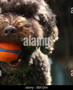 Grazioso ritratto di doodle australiano da vicino. Animali domestici felici giocano in giardino nelle giornate di sole Foto Stock