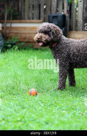 Simpatico doodle australiano che gioca con una palla sull'erba in giardino Foto Stock