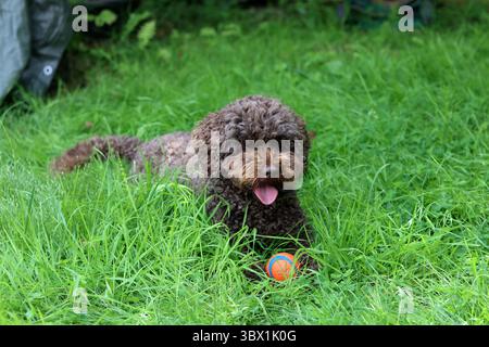 Simpatico doodle australiano che gioca con una palla sull'erba in giardino Foto Stock