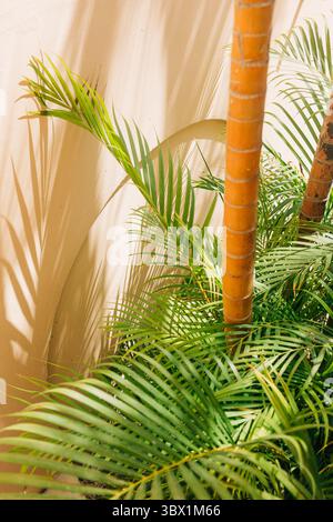 Lussureggianti palme verdi e tronchi di legno gettano intricate ombre su una parete soleggiata interna, evidenziando l'ambiente tropicale. Foto Stock