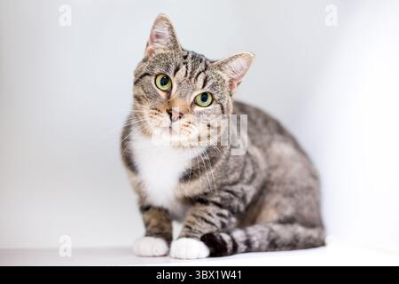 Un gatto tabby shorthair in posizione accovacciata che guarda la telecamera con un'inclinazione della testa Foto Stock